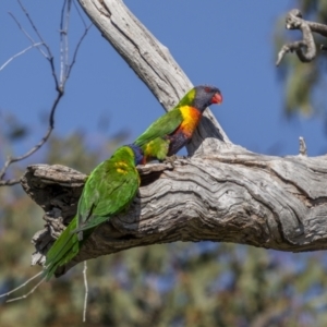 Trichoglossus moluccanus at Symonston, ACT - 29 Oct 2023