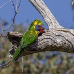 Trichoglossus moluccanus at Symonston, ACT - 29 Oct 2023