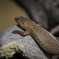 Egernia cunninghami (Cunningham's Skink) at Jerrabomberra, ACT - 28 Oct 2023 by trevsci