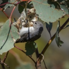 Dicaeum hirundinaceum (Mistletoebird) at Jerrabomberra, ACT - 29 Oct 2023 by trevsci