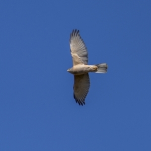 Accipiter fasciatus at Jerrabomberra, ACT - 29 Oct 2023