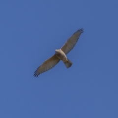 Accipiter fasciatus at Jerrabomberra, ACT - 29 Oct 2023