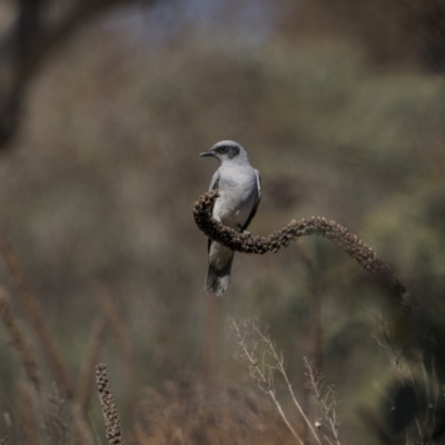 Coracina novaehollandiae (Black-faced Cuckooshrike) at Jerrabomberra, ACT - 29 Oct 2023 by trevsci