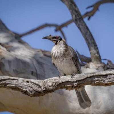 Philemon corniculatus (Noisy Friarbird) at Jerrabomberra, ACT - 29 Oct 2023 by trevsci