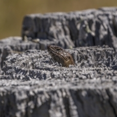 Egernia cunninghami (Cunningham's Skink) at Symonston, ACT - 29 Oct 2023 by trevsci