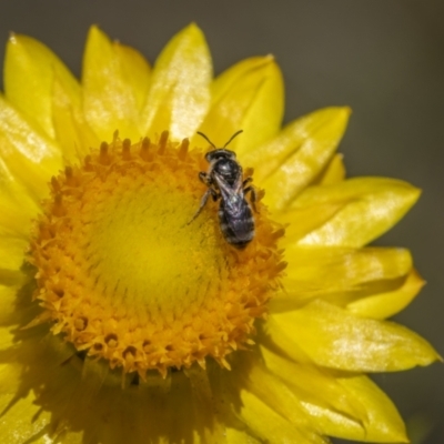 Lasioglossum (Chilalictus) sp. (genus & subgenus) (Halictid bee) at Symonston, ACT - 29 Oct 2023 by trevsci