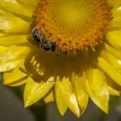 Lasioglossum (Chilalictus) sp. (genus & subgenus) at Symonston, ACT - 29 Oct 2023