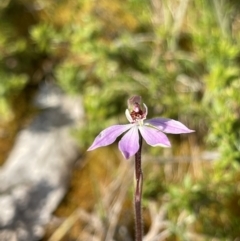 Caladenia mentiens (Cryptic Pink-fingers) at Yanakie, VIC - 29 Oct 2023 by Louisab