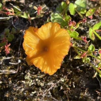 Unidentified Lichen at Yanakie, VIC - 29 Oct 2023 by Louisab