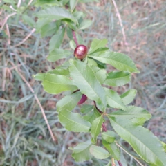 Prunus persica (Peach, Nectarine) at Mount Majura - 29 Oct 2023 by abread111