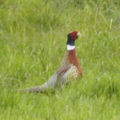 Phasianus colchicus (Ring-necked Pheasant) at Lymwood, TAS - 29 Oct 2023 by HelenCross
