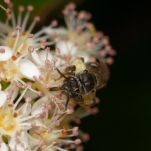 Lasioglossum (Chilalictus) sp. (genus & subgenus) at Downer, ACT - 29 Oct 2023 11:37 AM