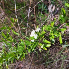 Pyracantha sp. (Firethorn) at Mount Majura - 29 Oct 2023 by abread111