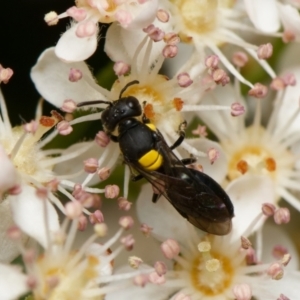 Hylaeus sp. (genus) at Downer, ACT - 29 Oct 2023 11:35 AM