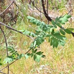 Sorbus domestica (Service Tree) at Mount Majura - 29 Oct 2023 by abread111