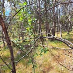 Sorbus domestica at Majura, ACT - 29 Oct 2023 02:55 PM