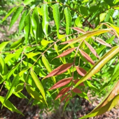 Pistacia chinensis (Chinese Pistachio) at Mount Majura - 29 Oct 2023 by abread111