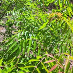 Pistacia chinensis at Majura, ACT - 29 Oct 2023 03:00 PM