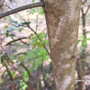 Pistacia chinensis at Majura, ACT - 29 Oct 2023 03:00 PM