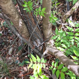 Pistacia chinensis at Majura, ACT - 29 Oct 2023 03:00 PM