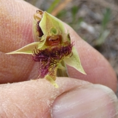 Calochilus paludosus (Strap Beard Orchid) at Borough, NSW - 26 Oct 2023 by Paul4K