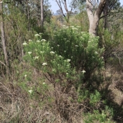 Cassinia longifolia (Shiny Cassinia, Cauliflower Bush) at Belconnen, ACT - 22 Oct 2023 by sangio7