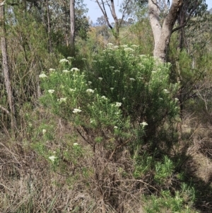 Cassinia longifolia at Belconnen, ACT - 23 Oct 2023