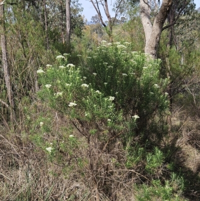 Cassinia longifolia (Shiny Cassinia, Cauliflower Bush) at The Pinnacle - 22 Oct 2023 by sangio7