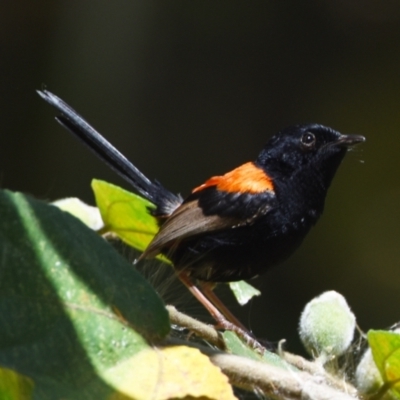 Malurus melanocephalus (Red-backed Fairywren) at Victoria Point, QLD - 29 Oct 2023 by PJH123