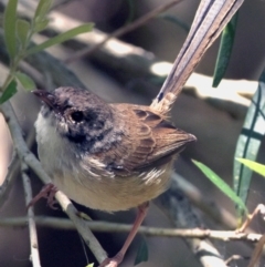 Malurus melanocephalus (Red-backed Fairywren) at Victoria Point, QLD - 29 Oct 2023 by PJH123