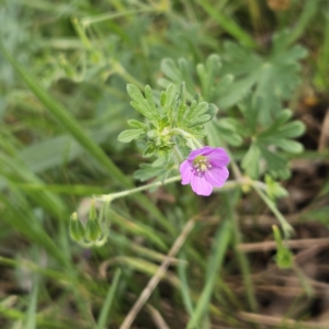 Geranium solanderi var. solanderi at Belconnen, ACT - 23 Oct 2023 09:57 AM