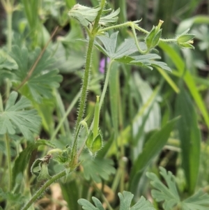 Geranium solanderi var. solanderi at Belconnen, ACT - 23 Oct 2023 09:57 AM