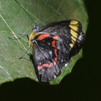 Delias nigrina (Black Jezebel) at Victoria Point, QLD - 29 Oct 2023 by PJH123