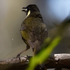 Meliphaga lewinii (Lewin's Honeyeater) at Victoria Point, QLD - 29 Oct 2023 by PJH123
