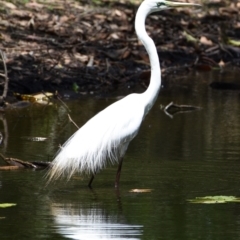 Ardea alba (Great Egret) at Victoria Point, QLD - 29 Oct 2023 by PJH123