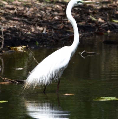 Ardea alba (Great Egret) at Victoria Point, QLD - 29 Oct 2023 by PJH123