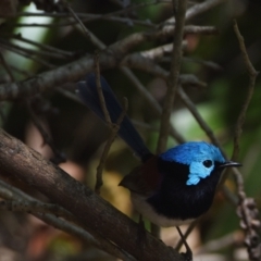 Malurus lamberti (Variegated Fairywren) at Victoria Point, QLD - 29 Oct 2023 by PJH123