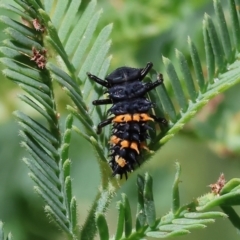 Harmonia conformis (Common Spotted Ladybird) at Bandiana, VIC - 27 Oct 2023 by KylieWaldon