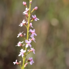 Stylidium graminifolium (grass triggerplant) at Bandiana, VIC - 28 Oct 2023 by KylieWaldon