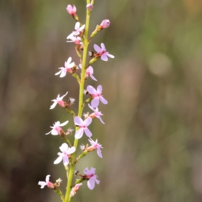 Stylidium graminifolium (Grass Triggerplant) at Bandiana, VIC - 27 Oct 2023 by KylieWaldon