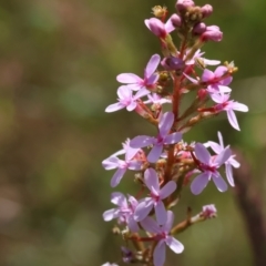 Stylidium (genus) (Trigger Plant) at Bandiana, VIC - 28 Oct 2023 by KylieWaldon
