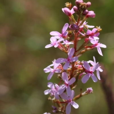 Stylidium (genus) (Trigger Plant) at Bandiana, VIC - 28 Oct 2023 by KylieWaldon