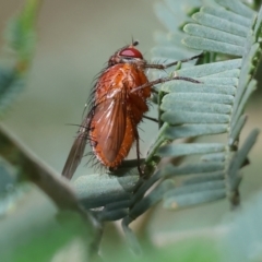 Lauxaniidae (family) (Unidentified lauxaniid fly) at Bandiana, VIC - 28 Oct 2023 by KylieWaldon