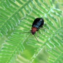 Adoxia benallae (Leaf beetle) at Bandiana, VIC - 27 Oct 2023 by KylieWaldon