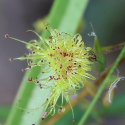 Drosera (genus) (A Sundew) at Bandiana, VIC - 28 Oct 2023 by KylieWaldon