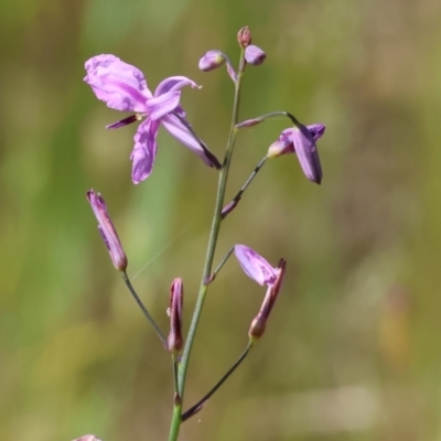 Arthropodium strictum (Chocolate Lily) at Bandiana, VIC - 27 Oct 2023 by KylieWaldon