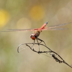 Tramea loewii (Common Glider) at Symonston, ACT - 29 Oct 2023 by DPRees125