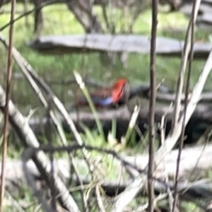 Platycercus elegans at O'Connor, ACT - 29 Oct 2023 04:09 PM