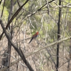 Platycercus elegans at O'Connor, ACT - 29 Oct 2023 04:09 PM