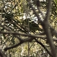 Acanthiza pusilla at O'Connor, ACT - 29 Oct 2023